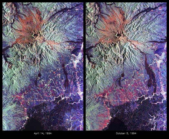 These are color composite radar images showing the area around Mount Pinatubo in the Philippines. The images were acquired by the Spaceborne Imaging Radar-C and X-band Synthetic Aperture Radar (SIR-C/X-SAR) aboard the space shuttle Endeavour on April 14, 1994 (left image) and October 5,1994 (right image). The images are centered at about 15 degrees north latitude and 120.5 degrees east longitude. Both images were obtained with the same viewing geometry.  The color composites were made by displaying the L-band (horizontally transmitted and received) in red; the L-band (horizontally transmitted and vertically received) in green; and the C-band (horizontally transmitted and vertically received) in blue. The area shown is approximately 40 kilometers by 65 kilometers (25 miles by 40 miles). The main volcanic crater on Mount Pinatubo produced by the June 1991 eruptions and the steep slopes on the upper flanks of the volcano are easily seen in these images. Red on the high slopes shows the distribution of the ash deposited during the 1991 eruption, which appears red because of the low cross-polarized radar returns at C and L bands. The dark drainages radiating away from the summit are the smooth mudflows, which even three years after the eruptions continue to flood the river valleys after heavy rain.  Comparing the two images shows that significant changes have occurred in the intervening five months along the Pasig-Potrero rivers (the dark area in the lower right of the images). Mudflows, called "lahars," that occurred during the 1994 monsoon season filled the river valleys, allowing the lahars to spread over the surrounding countryside. Three weeks before the second image was obtained, devastating lahars more than doubled the area affected in the Pasig-Potrero rivers, which is clearly visible as the increase in dark area on the lower right of the images. Migration of deposition to the east (right) has affected many communities. Newly affected areas included the community of Bacolor, Pampanga, where thousands of homes were buried in meters of hot mud and rock as 80,000 people fled the lahar-stricken area. Scientists are closely monitoring the westward migration ( toward the left in this image) of the lahars as the Pasig-Potrero rivers seek to join with the Porac River, an area that has not seen laharic activity since the eruption. This could be devastating because the Pasig-Potrero rivers might be permanently redirected to lower elevations along the Porac River where communities are located. Ground saturation with water during the rainy season reveals inactive channels that were dry in the April image. A small lake has turned into a pond in the lower reaches of the Potrero River because the channels are full of lahar deposits and the surface runoff has no where to flow. Changes in the degree of erosion in ash and pumice deposits from the 1991 eruption can also be seen in the channels that deliver the mudflow material to the Pasig-Potrero rivers.  The 1991 Mount Pinatubo eruption is well known for its near-global effects on the atmosphere and short-term climate due to the large amount of sulfur dioxide that was injected into the upper atmosphere. Locally, however, the effects will most likely continue to impact surrounding areas for as long as the next 10 to 15 years. Mudflows, quite certainly, will continue to pose severe hazards to adjacent areas. Radar observations like those obtained by SIR-C/X-SAR will play a key role in monitoring these changes because of the radar's ability to see in daylight or darkness and even in the worst weather conditions. Radar imaging will be particularly useful, for example, during the monsoon season, when the lahars form. Frequent imaging of these lahar fields will allow scientists to better predict when they are likely to begin flowing again and which communities might be at risk.  http://photojournal.jpl.nasa.gov/catalog/PIA01743