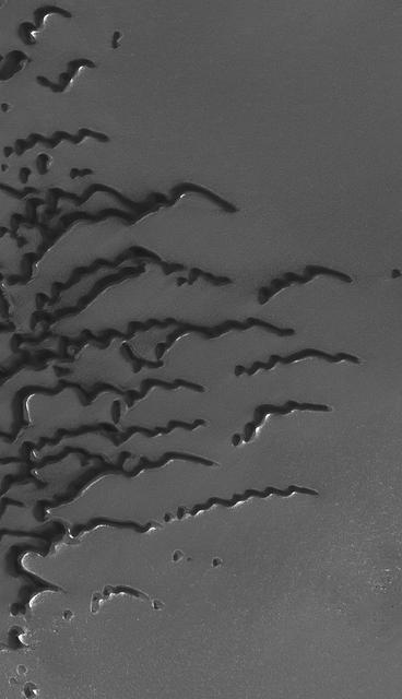 This MOC image shows a suite of dunes in one of the several north polar dune fields. The bright surfaces adjacent to some of the dunes are patches of frost