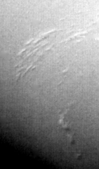 This image of Neptune south polar region was obtained by NASA Voyager on Aug. 23, 1989. The smallest cloud features are 45 kilometers 28 miles in diameter. The image shows the discovery of shadows in Neptune atmosphere, shadows cast onto a deep cl