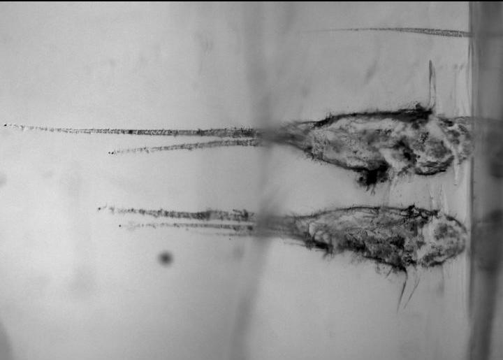 This image shows the tracks left by two comet particles after they impacted NASA Stardust spacecraft comet dust collector. The collector is made up of a low-density glass material called aerogel.