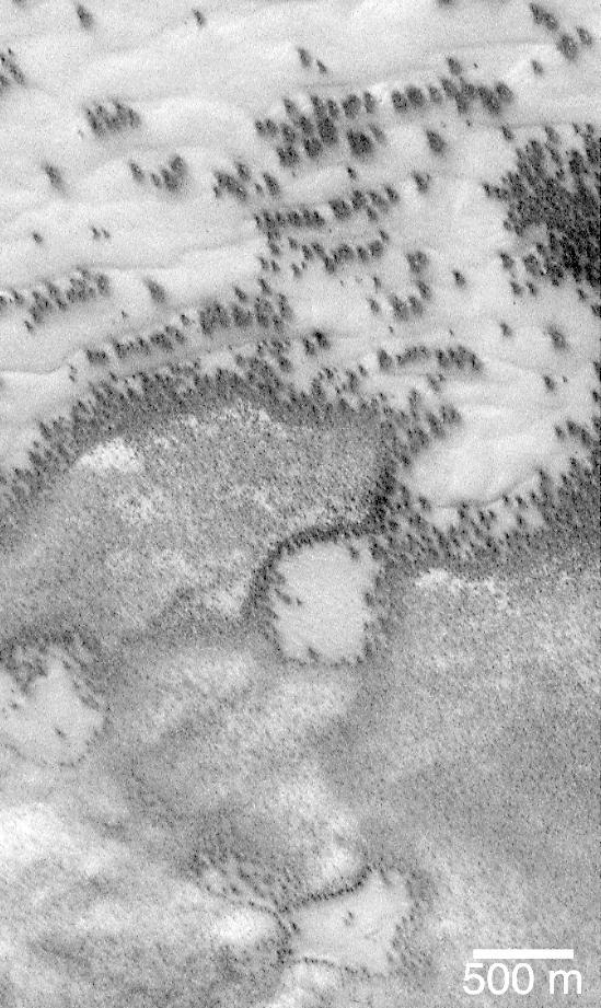 "They look like bushes!" That's what almost everyone says when they see the dark features found in pictures taken of sand dunes in the polar regions as they are beginning to defrost after a long, cold winter. It is hard to escape the fact that, at first glance, these images acquired by the Mars Global Surveyor (MGS) Mars Orbiter Camera (MOC) over both polar regions during the spring and summer seasons, do indeed resemble aerial photographs of sand dune fields on Earth -- complete with vegetation growing on and around them! Of course, this is not what the features are, as we describe below and in related picture captions. Still, don't they look like vegetation to you? Shown here are two views of the same MGS MOC image. On the left is the full scene, on the right is an expanded view of a portion of the scene on the left. The bright, smooth surfaces that are dotted with occasional, nearly triangular dark spots are sand dunes covered by winter frost.  The MGS MOC has been used over the past several months (April-August 1999) to monitor dark spots as they form and evolve on polar dune surfaces. The dark spots typically appear first along the lower margins of a dune -- similar to the position of bushes and tufts of grass that occur in and among some sand dunes on Earth.  Because the martian air pressure is very low -- 100 times lower than at Sea Level on Earth -- ice on Mars does not melt and become liquid when it warms up. Instead, ice sublimes -- that is, it changes directly from solid to gas, just as "dry ice" does on Earth. As polar dunes emerge from the months-long winter night, and first become exposed to sunlight, the bright winter frost and snow begins to sublime. This process is not uniform everywhere on a dune, but begins in small spots and then over several months it spreads until the entire dune is spotted like a leopard.  The early stages of the defrosting process -- as in the picture shown here -- give the impression that something is "growing" on the dunes. The sand underneath the frost is dark, just like basalt beach sand in Hawaii. Once it is exposed to sunlight, the dark sand probably absorbs sunlight and helps speed the defrosting of each sand dune.  This picture was taken by MGS MOC on July 21, 1999. The dunes are located in the south polar region and are expected to be completely defrosted by November or December 1999. North is approximately up, and sunlight illuminates the scene from the upper left. The 500 meter scale bar equals 547 yards; the 300 meter scale is also 328 yards.  http://photojournal.jpl.nasa.gov/catalog/PIA02300