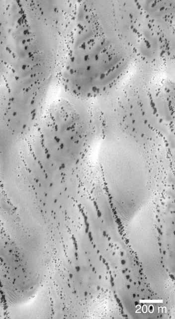 The patterns created by dark spots on defrosting south polar dunes are often strange and beautiful. This picture, which the Mars Orbiter Camera team has dubbed, "the snow leopard," shows a dune field located at 61.5°S, 18.9°W, as it appeared on July 1, 1999. The spots are areas where dark sand has been exposed from beneath bright frost as the south polar winter cap begins to retreat. Many of the spots have a diffuse, bright ring around them this is thought to be fresh frost that was re-precipitated after being removed from the dark spot. The spots seen on defrosting polar dunes are a new phenomenon that was not observed by previous spacecraft missions to Mars. Thus, there is much about these features that remains unknown. For example, no one yet knows why the dunes become defrosted by forming small spots that grow and grow over time. No one knows for sure if the bright rings around the dark spots are actually composed of re-precipitated frost. And no one knows for sure why some dune show spots that appear to be "lined-up" (as they do in the picture shown here).  This Mars Global Surveyor Mars Orbiter Camera image is illuminated from the upper left. North is toward the upper right. The scale bar indicates a distance of 200 meters (656 feet).  http://photojournal.jpl.nasa.gov/catalog/PIA02301