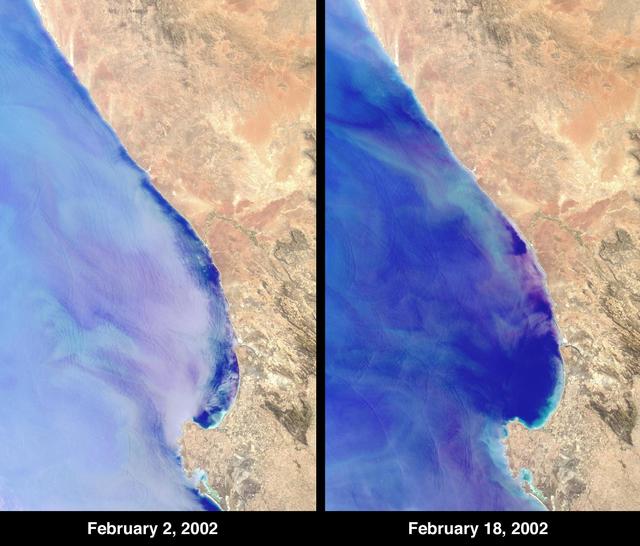 NASA image: Red Tide Strands South African Rock Lobsters
