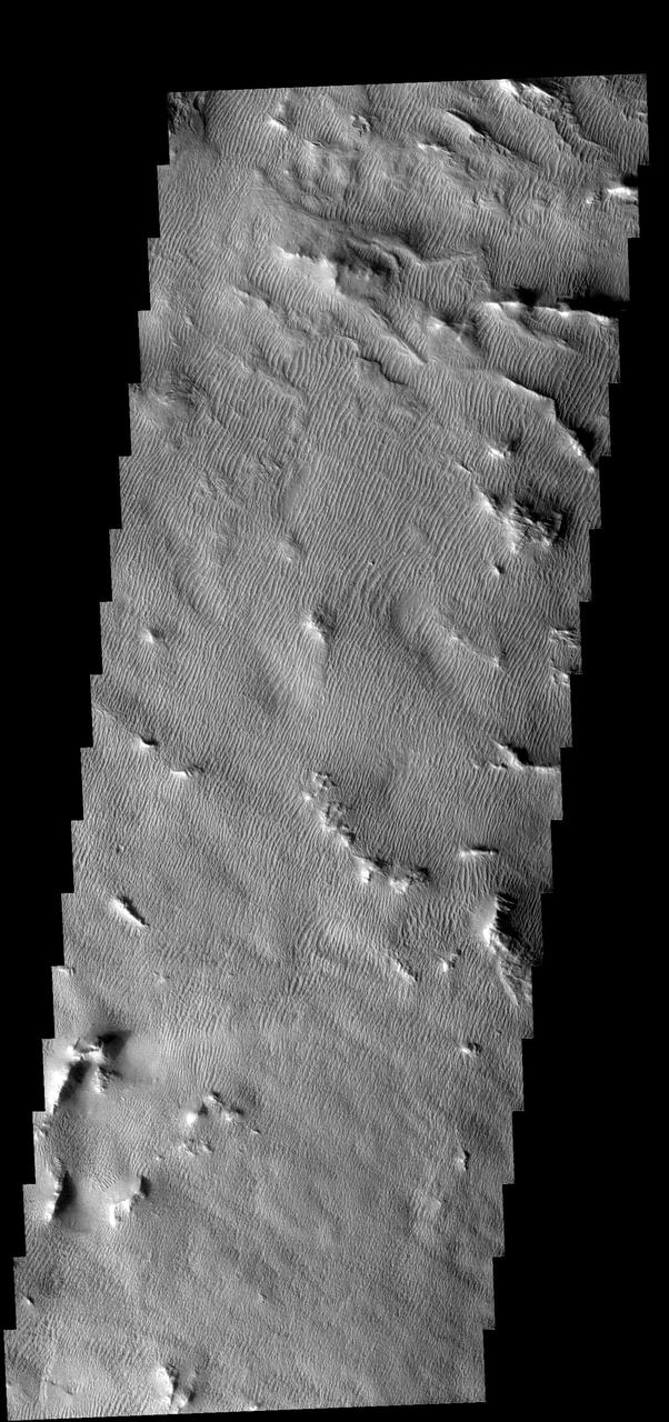 Gigas Sulci Features