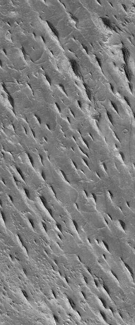 This MGS MOC image shows a group of tapered ridges, known as yardangs, which formed by wind erosion of a relatively easily-eroded material, most likely sedimentary rock or volcanic ash deposits containing some fraction of sand-sized grains