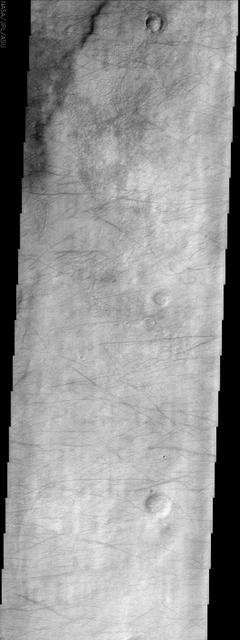 This image from NASA Mars Odyssey spacecraft displays dust devil tracks on the surface of Mars. Most of the lighter portions of the image likely have a thin veneer of dust settled on the surface.