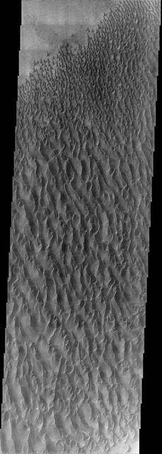 This image from NASA Mars Odyssey spacecraft, located near 30E and 47.5S, displays sand dunes within Proctor Crater. These dunes are composed of basaltic sand that has collected in the bottom of the crater. The topographic depression of the crater forms a sand trap that prevents the sand from escaping. Dune fields are common in the bottoms of craters on Mars and appear as dark splotches that lean up against the downwind walls of the craters. Dunes are useful for studying both the geology and meteorology of Mars. The sand forms by erosion of larger rocks, but it is unclear when and where this erosion took place on Mars or how such large volumes of sand could be formed. The dunes also indicate the local wind directions by their morphology. In this case, there are few clear slipfaces that would indicate the downwind direction. The crests of the dunes also typically run north-south in the image. This dune form indicates that there are probably two prevailing wind directions that run east and west (left to right and right to left). http://photojournal.jpl.nasa.gov/catalog/PIA04011