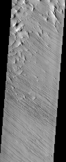 In this region of the Olympus Mons aureole, located to the SW of the volcano, the surface has been eroded by the wind into linear landforms called yardangs. These ridges generally point in direction of the prevailing winds that carved them, in this case winds from the southeast. Yardangs typically occur on surfaces that are easily erodable, such as wind-blown dust or volcanic ash. The northeast - southwest trending ridges and valleys in the northwest corner of the image are typical of the Olympus Mons aureole. The varying concentration and shape of the yardangs in this area may be controlled by the motion of winds around these topographic features.  Some crater outlines are visible near the top of this image. The rims of these craters appear to have been stripped away - indicating that the wind erosion is younger than these craters. There are two round knobs in the image, one on the bottom on the right side of the image and another about midway down on the left. These may be inverted craters, formed because the impacts caused materials underneath the crater to become harder to erode than the surrounding materials.  http://photojournal.jpl.nasa.gov/catalog/PIA04036