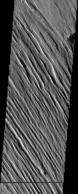 The wind-sculpted yardangs in this scene from NASA Mars Odyssey spacecraft are part of the Medusae Fossae Formation, a regionally extensive geologic unit that probably was produced from the accumulation of volcanic ash.