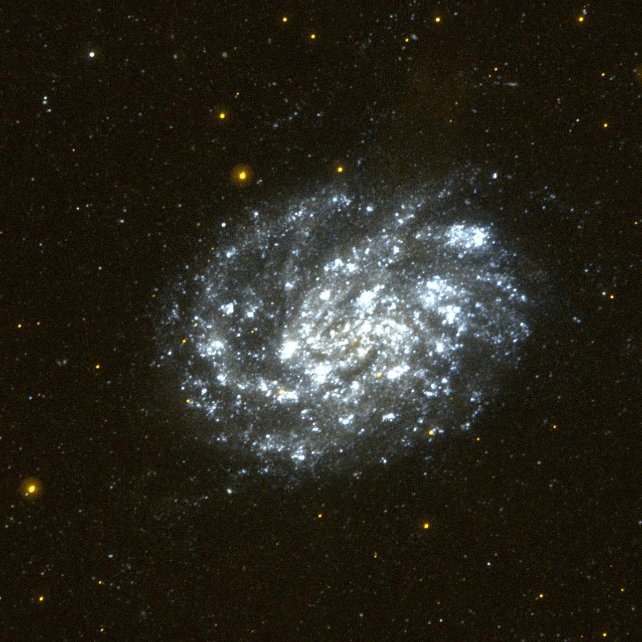 This image of the nearby spiral galaxy NGC 300 was taken by Galaxy Evolution Explorer in a single orbit exposure of 27 minutes on October 10, 2003. NGC 300 lies 7 million light years from our Milky Way galaxy and is one of a group of galaxies in the constellation Sculptor. NGC 300 is often used as a prototype of a spiral galaxy because in optical images it displays flowing spiral arms and a bright central region of older (and thus redder) stars. The Galaxy Evolution Explorer image taken in ultraviolet light shows us that NGC 300 is an efficient star-forming galaxy. The bright blue regions in the Galaxy Evolution Explorer image reveal new stars forming all the way into the nucleus of NGC 300.   http://photojournal.jpl.nasa.gov/catalog/PIA04924