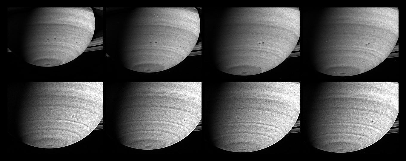 Three months before its scheduled arrival at Saturn, the Cassini spacecraft has observed two storms in the act of merging. With diameters close to 1,000 kilometers (621 miles), both storms, which appear as spots in the southern hemisphere, were seen moving west, relative to the rotation of Saturn's interior, for about a month before they merged on March 19 through 20, 2004.  This set of eight images was taken between Feb. 22 and March 22, 2004. The top four frames span 26 days. They are portions of images from the narrow angle camera taken through a filter accepting light in the near-infrared region of the spectrum centered at 619 nanometers, and they show two storms approaching each other. Both storms are located at 36 degrees south latitude and sit in an anti-cyclonic shear zone, which means that the flow to the north is westward relative to the flow to the south. Consequently, the northern storm moves westward at a slightly greater rate than the southern one, 11 meters versus 6 meters per second (25 and 13 mph), respectively. The storms drift with these currents and engage in a counterclockwise dance before merging with each other.  The bottom four frames are from images taken on March 19, 20, 21 and 22, in a region of the spectrum visible to the human eye; they illustrate the storms' evolution. Just after the merger, on March 20, the new feature is elongated in the north-south direction, with bright clouds on either end. Two days later, on March 22, the storm has settled into a more circular shape, and the bright clouds have spread around the circumference to form a halo. Whether the bright clouds are particles of a different composition or simply at a different altitude is uncertain.  The new storm is a few tenths of a degree farther south than either of its progenitors. There, its westward velocity is weaker, and it is almost stationary relative to the planet's rotation. Although these particular storms move slowly west, storms at Saturn's equator move east at speeds up to 450 meters per second (1,000 mph), which is 10 times the speed of Earth's jet streams and three times greater than the equatorial winds on Jupiter. Saturn is the windiest planet in the solar system, which is another mystery of the ringed giant. The image scale ranges from 381 kilometers (237 miles) to 300 kilometers (186 miles) per pixel. All images have been processed to enhance visibility.  http://photojournal.jpl.nasa.gov/catalog/PIA05386