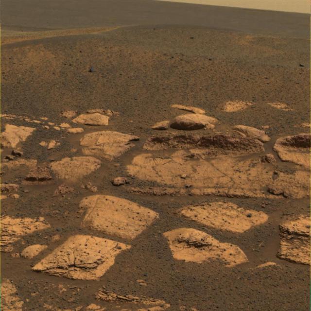 Berries Here, There, Everywhere