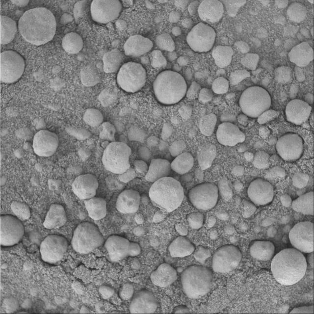 Punaluu Under the Microscope