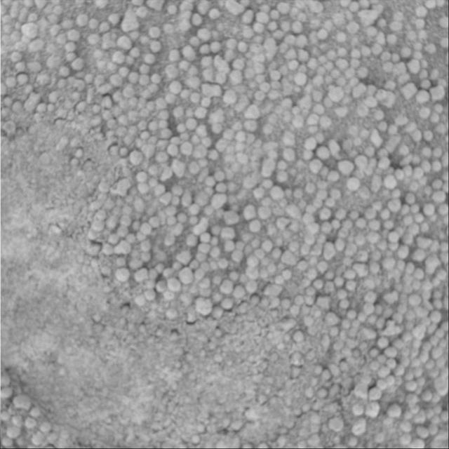 NASA image: Vanilla Under the Microscope