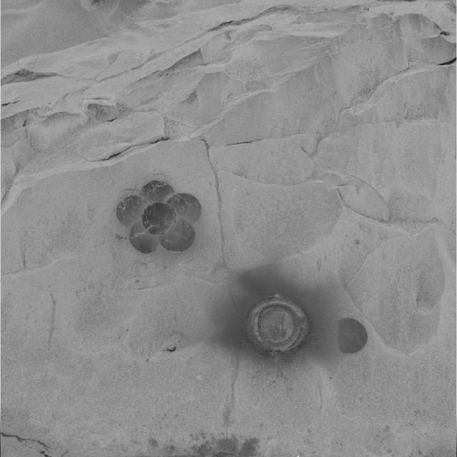 Daisy in Full Bloom on Mazatzal