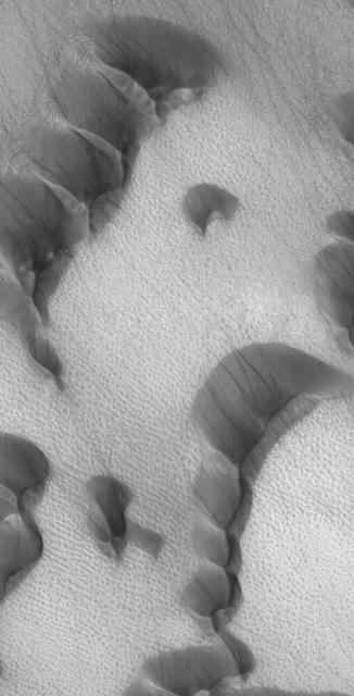 This Mars Global Surveyor (MGS) Mars Orbiter Camera (MOC) image of dunes in the martian north polar region is important because it shows one of the highest northern latitude views of streaks thought to be made by passing dust devils. The dark, thin, filamentary streaks on the dunes and on the adjacent plains were probably formed by dust devils. The dunes occur near 76.6°N, 62.7°W. Dust devil streaks are observed on Mars at very high latitudes, such as this, all the way down to the equator. They are also seen at all elevations, from the deepest parts of the Hellas Basin to the summit of Olympus Mons. This picture covers an area about 3 km (1.9 mi) wide. Sunlight illuminates the scene from the lower left. http://photojournal.jpl.nasa.gov/catalog/PIA06334