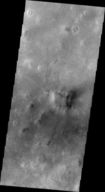 Plentiful Dust Devils