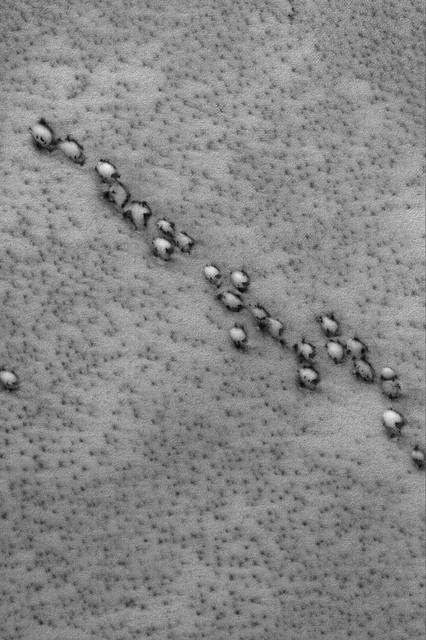 NASA image: Aligned Defrosting Dunes