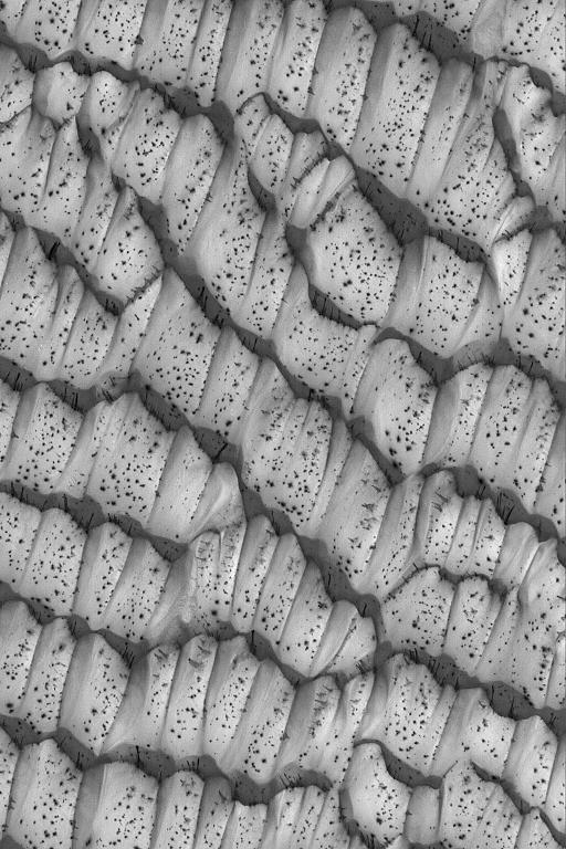 Polar Dunes, Spotted