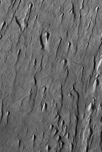 Tithonium Yardangs