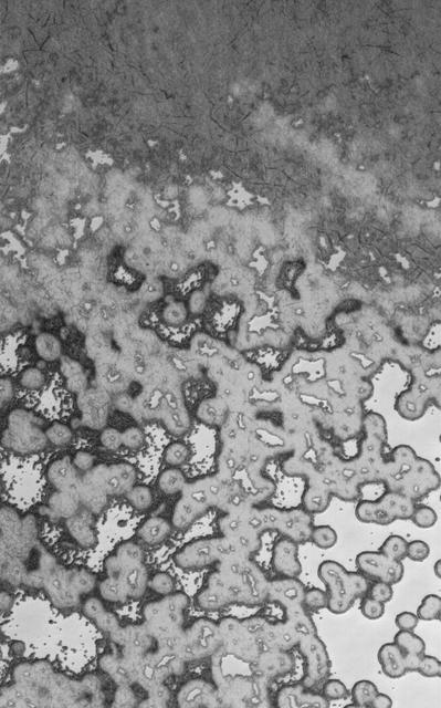 NASA image: Summer Modification