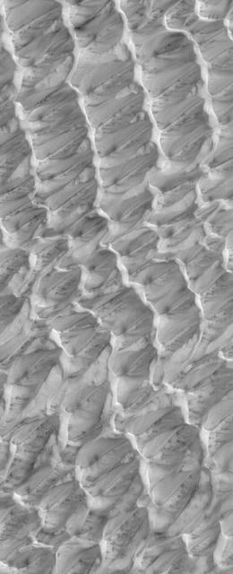 This Mars MOC image shows dunes in the north polar region of Mars covered by a layer of carbon dioxide frost that accumulated during the winter in 2005. Dark spots indicate areas where frost has begun to sublime away