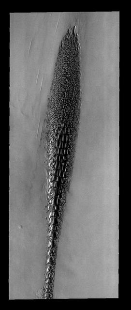 Back by popular demand: THEMIS ART IMAGE #73 These north polar dunes look  odd -- like a plant, or fossil, or some alien creature
