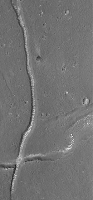 This MOC image shows light-toned ripples covering the floors of troughs in the Adamas Labyrinthus region of northern Elysium Planitia