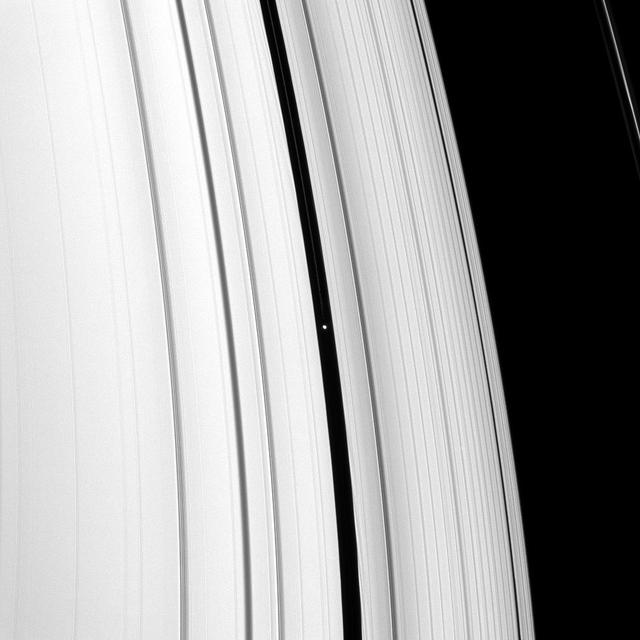 NASA image: Pan Ringlet