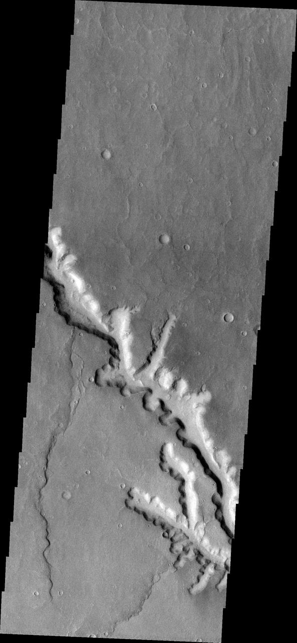 This 2001 Mars Odyssey THEMIS VIS image shows a channel with extensive scalloping of its margins. The process of scalloping is widening the channel.