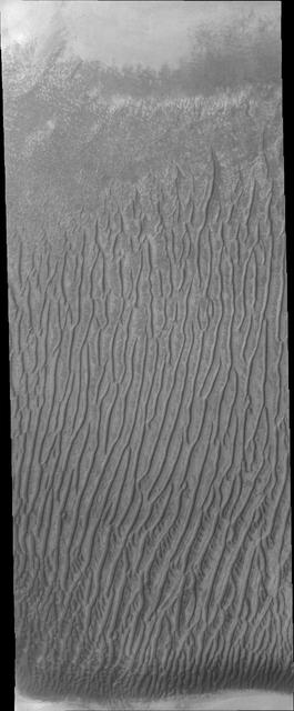 Linear duneforms are found on the sand dune sheet on the floor of Richardson Crater.