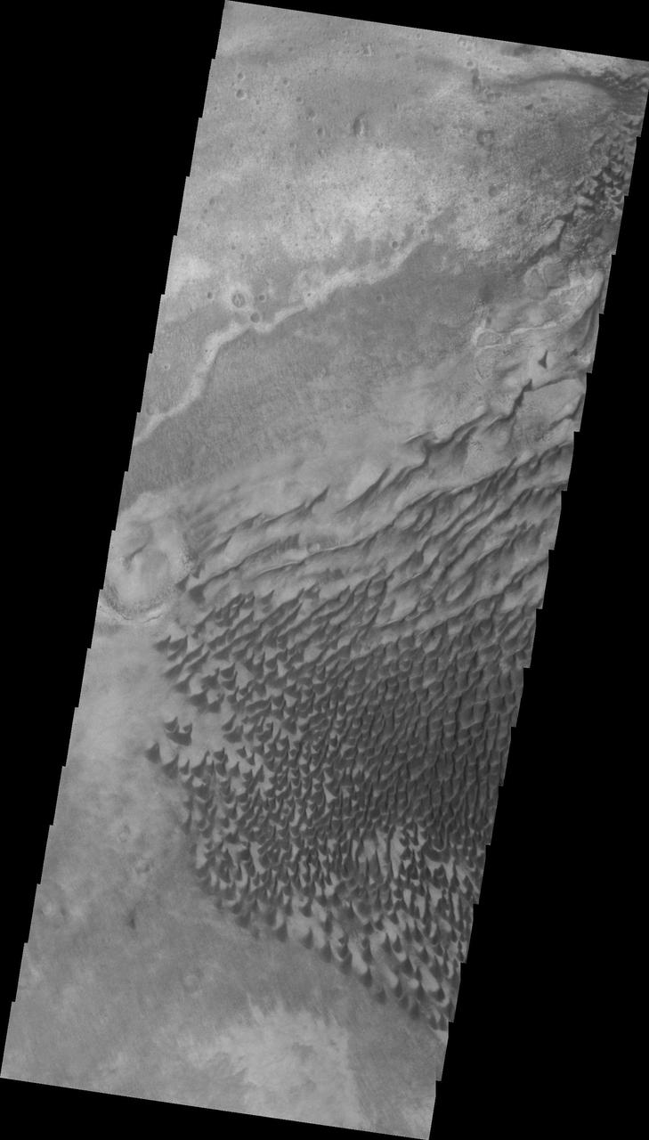 This 2001 Mars Odyssey image shows a portion of the extensive dune field in on the floor of Russell Crater.