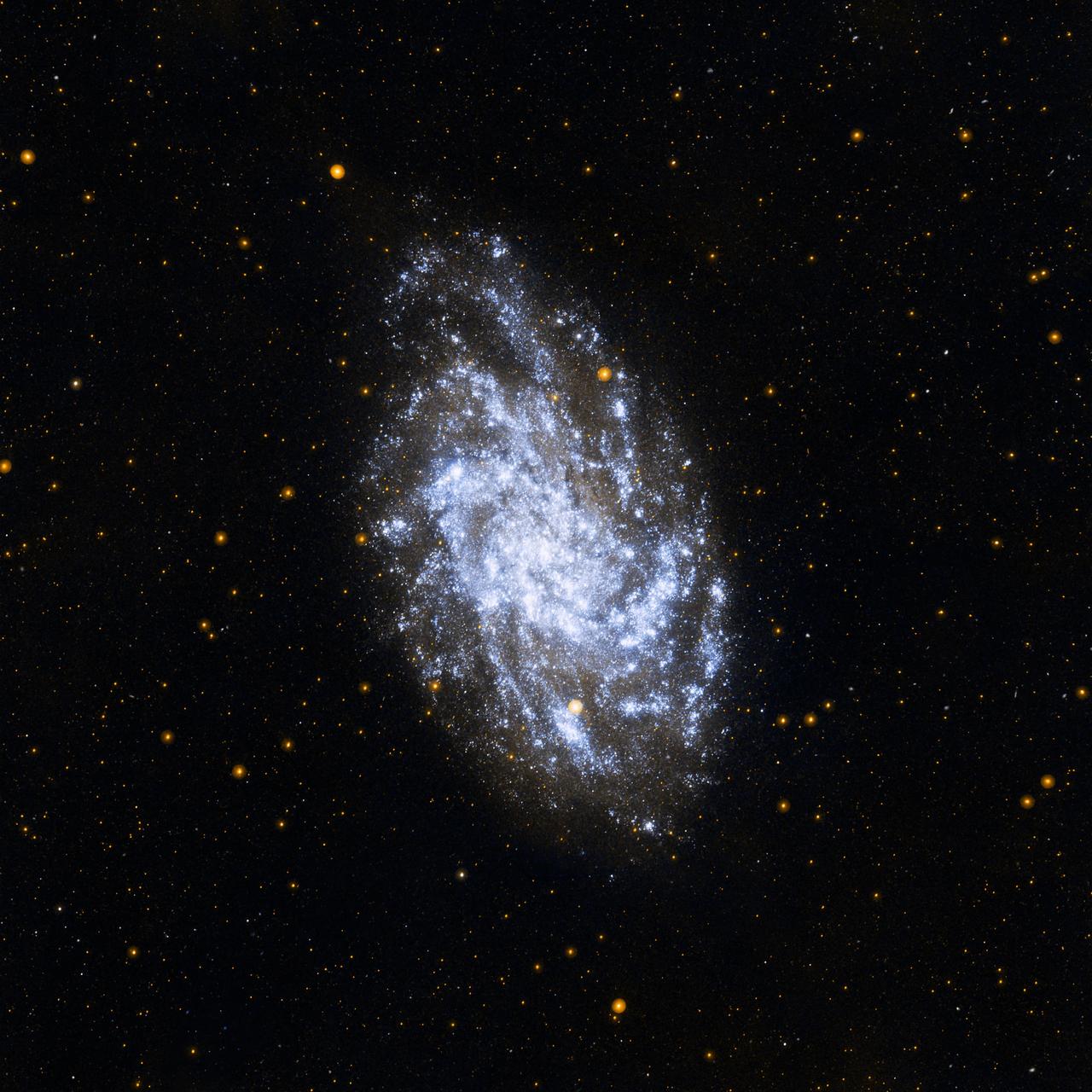 NASA Galaxy Evolution Explorer Mission celebrates its sixth anniversary studying galaxies beyond our Milky Way through its sensitive ultraviolet telescope, the only such far-ultraviolet detector in space.  The mission studies the shape, brightness, size and distance of distant galaxies across 10 billion years of cosmic history, giving scientists a wealth of data to help us better understand the origins of the universe. One such object is pictured here, the galaxy NGC598, more commonly known as M33.  The image shows a map of the recent star formation history of M33. The bright blue and white areas are where star formation has been extremely active over the past few million years. The patches of yellow and gold are regions where star formation was more active 100 million years ago.  In addition, the ultraviolet image shows the most massive young stars in M33. These stars burn their large supply of hydrogen fuel quickly, burning hot and bright while emitting most of their energy at ultraviolet wavelengths. Compared with low-mass stars like our sun, which live for billions of years, these massive stars never reach old age, having a lifespan as short as a few million years.  http://photojournal.jpl.nasa.gov/catalog/PIA12000