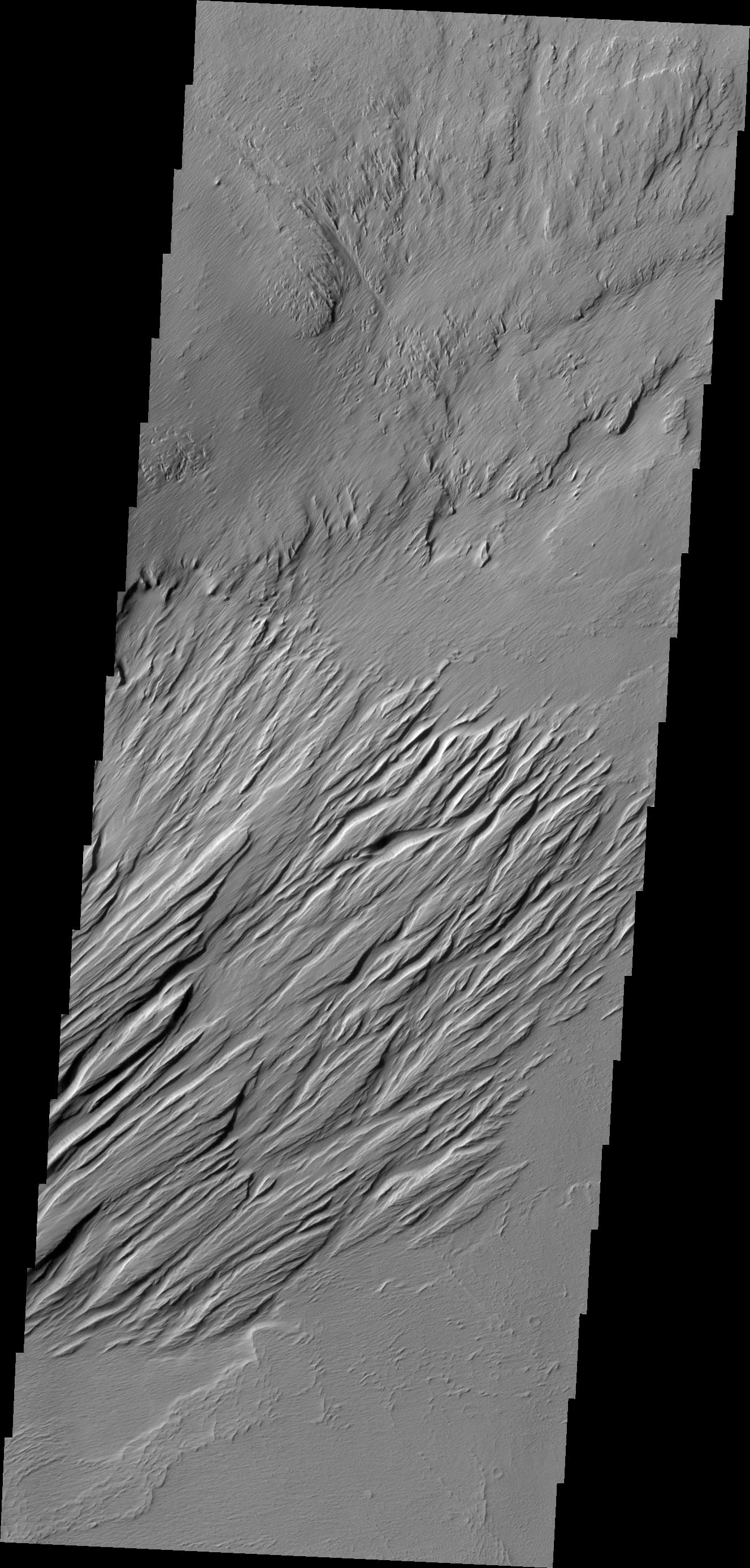 Located near Amazonis Mensa, this region of Mars has undergone erosion by wind. Long linear hills being created by the wind are called yardangs in this image from NASA 2001 Mars Odyssey.