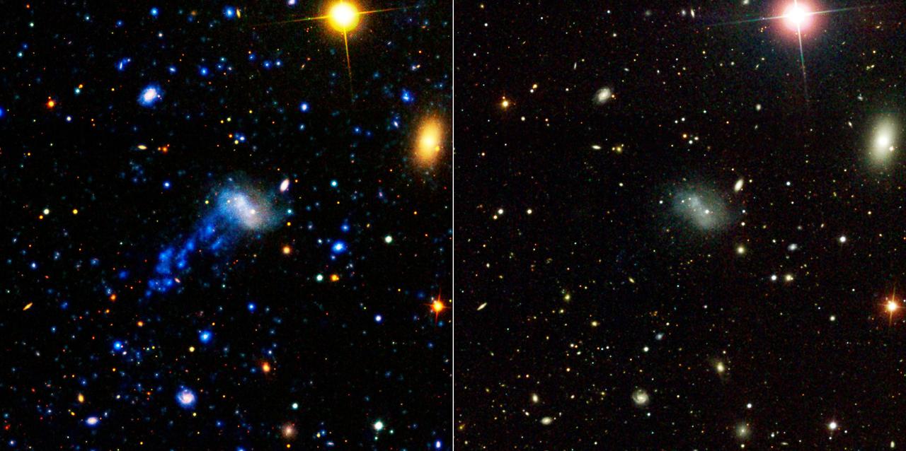NASA Galaxy Evolution Explorer found a tail behind a galaxy called IC 3418. This star-studded tail was created as the galaxy plunged into gas in a family of galaxies known as the Virgo cluster.