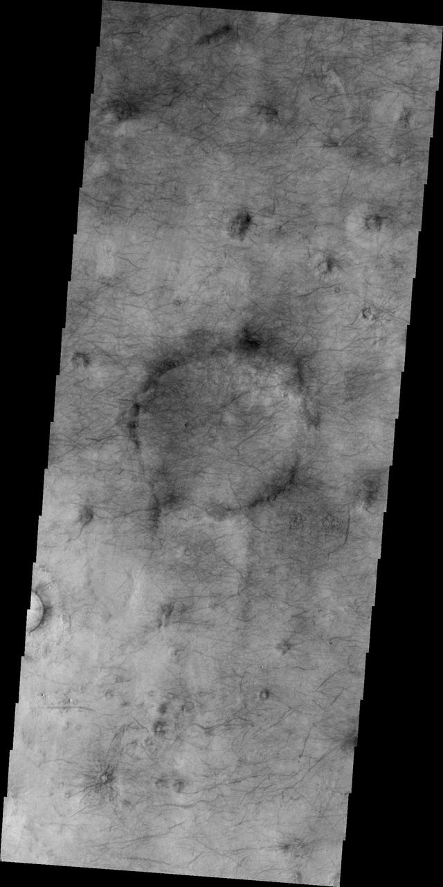 This image of Utopia Planitia, NASA 2001 Mars Odyssey, is covered with the tracks of dust devils.