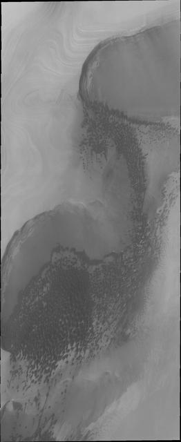 Sand dunes form large fields, called ergs, around the north polar cap of Mars. This image taken by NASA Mars Odyssey shows are region of dunes at the cap margin.