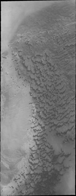 In this image from NASA Mars Odyssey of dunes near the north pole of Mars it appears that small individual dunes are coalescing into larger dune forms.