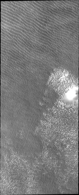 This image from NASA Mars Odyssey show regions of densely coalesced dunes, common around the North Polar cap of Mars.