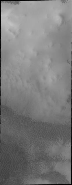 The dunes in this image captured by NASA Mars Odyssey are near the north polar cap.