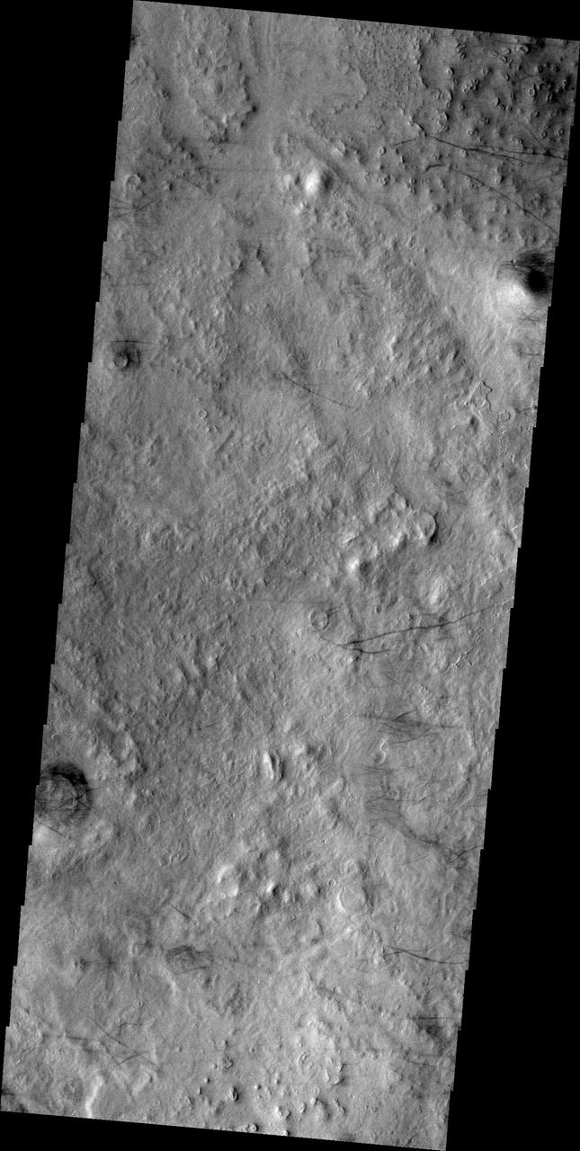 The dark lines in this image from NASA Mars Odyssey are the tracks of dust devils in this region of Arcadia Plainitia. As the swirling winds move along the surface, they remove the dust cover, revealing the darker rock beneath.