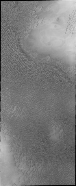 The appearance of the dunes in the North Polar Erg or sand sea changes as the seasons move from winter to summer. This summer image from NASA Mars Odyssey shows the dunes totally free of frost.