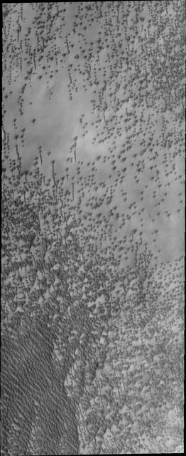 By high summer, the extensive dune fields of the north polar region are completely defrosted and the number and variety of dunes are readily visible. This image was captured by NASA Mars Odyssey on August 31, 2010.