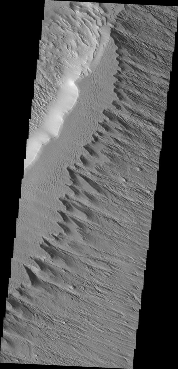 This ridge of material on the northern end of Gordii Dorsum is being reduced in size by the erosive effect of the wind in this image captured by NASA Mars Odyssey.