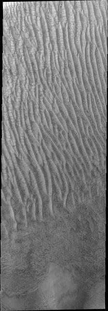 These dunes in Richardson Crater are still frost covered in this image captured by NASA Mars Odyssey. As spring deepens the frost will sublimate and the dark dunes will appear.