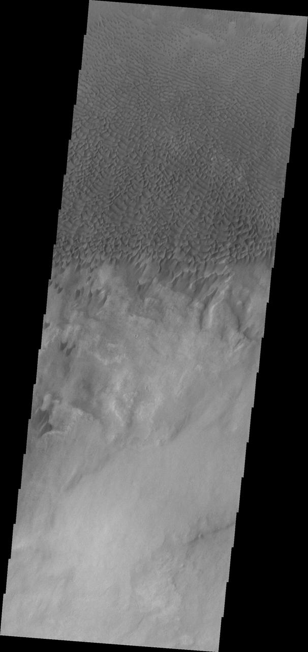 Dunes forms top this sand sheet in the plains of Aonia Terra in this image captured by NASA Mars Odyssey.