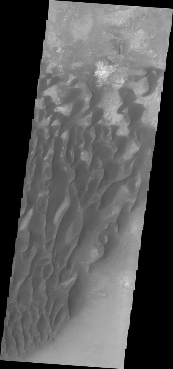 This image captured by NASA Mars Odyssey shows a portion of the dunes located in the floor of Kaiser Crater.
