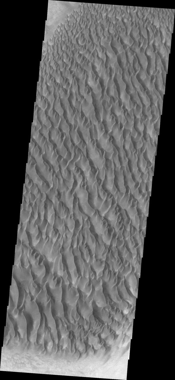 The floor of Proctor Crater is host to this sand sheet and its surface dune forms in this image captured by NASA Mars Odyssey.