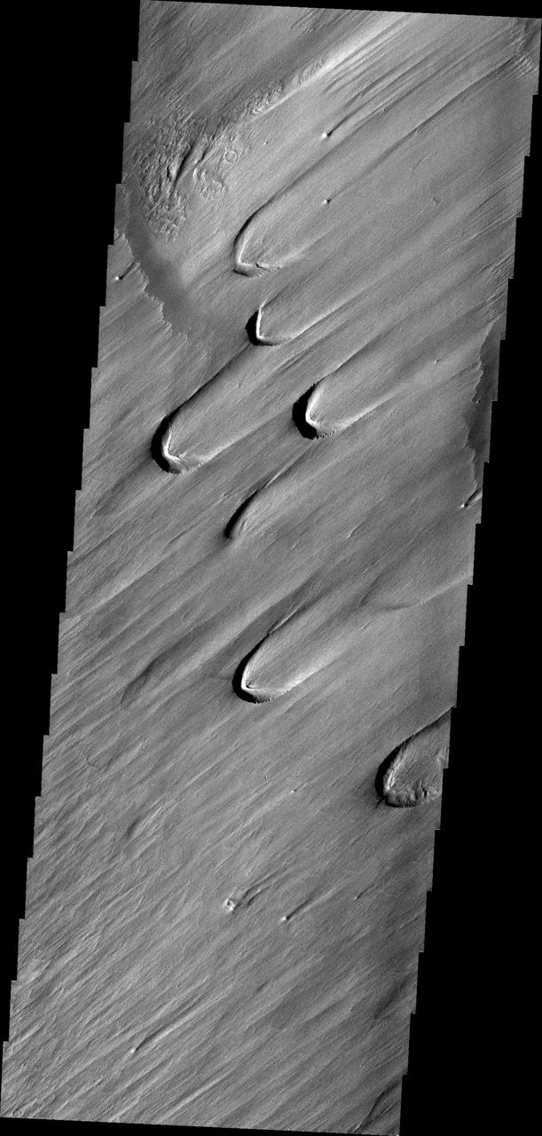 On Earth, these wind-derived features are called blowouts, where the force of the wind has carved out a crescent-shaped depression in soft, uncemented material like glacial loess. This image is from NASA Mars Odyssey.