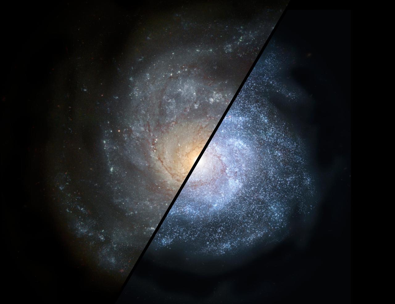 This artist concept shows how a normal spiral galaxy around our local universe left might have looked back in the distant universe, when astronomers think galaxies would have been filled with larger populations of hot, bright stars right.